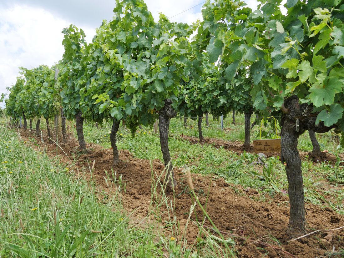 Виноградник на урожай